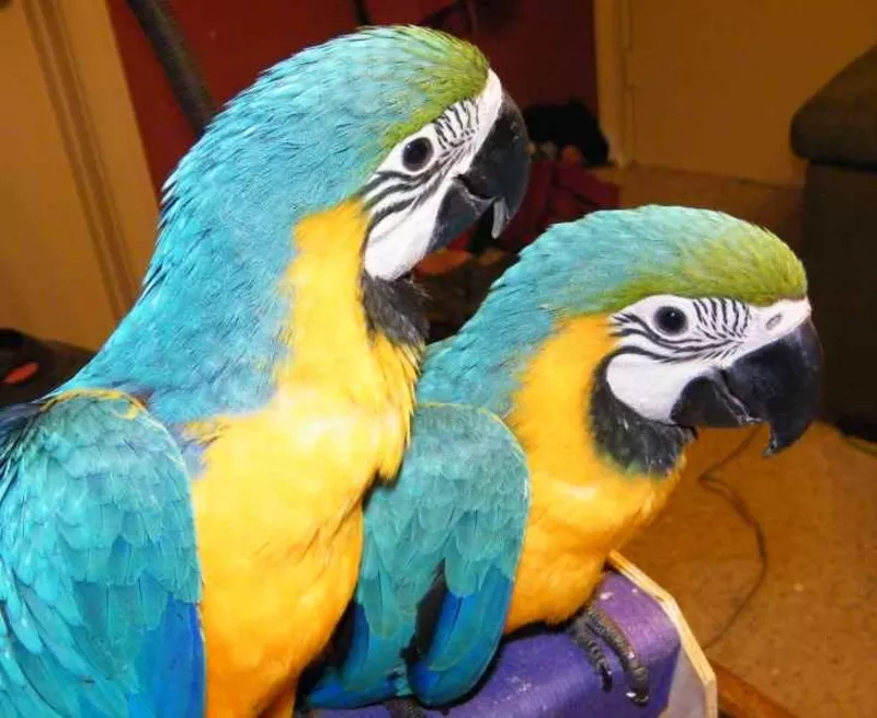 4дома,  поднятые и зарегистрирован синих и золотых попугаи ара для прод